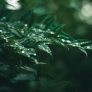 读者「空山新雨」的虚拟头像，绿色调圆形构图